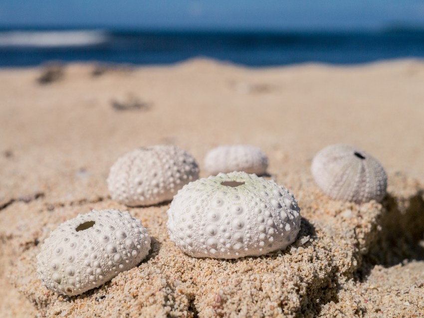 coquillages sable oursins plage