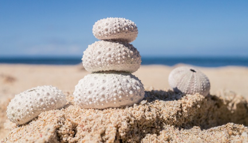coquillage sable oursins photographie