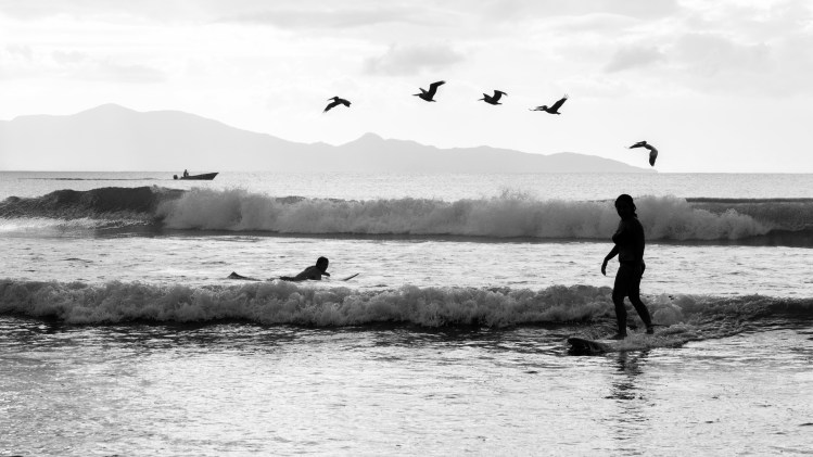 surf oiseau noir&blanc rencontre improbable