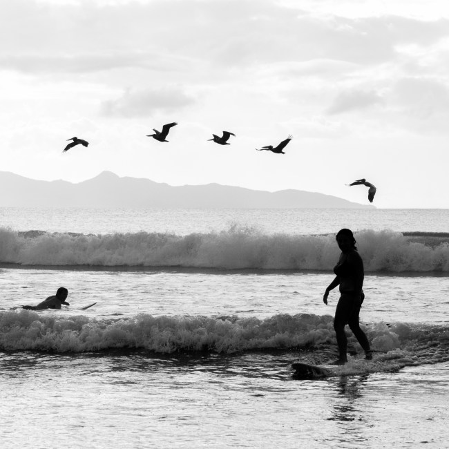 surf oiseau rencontre improbable guadeloupe