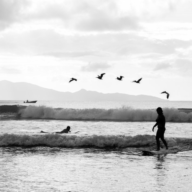 surf oiseau rencontre improbable guadeloupe