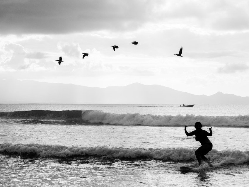 surf oiseau rencontre improbable guadeloupe