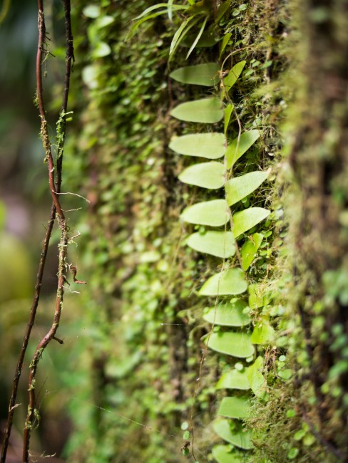 guadeloupe, végétation, forêt, retour d'inspiration