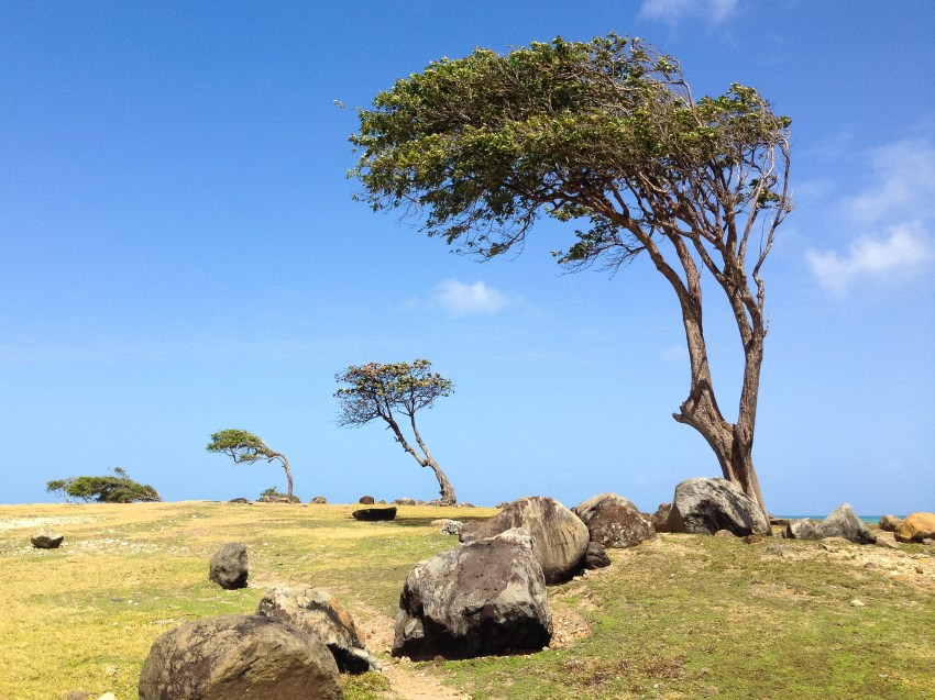 la savane, guadeloupe