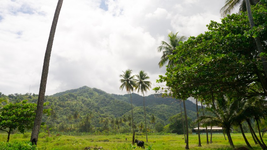 dominique, castle bruce