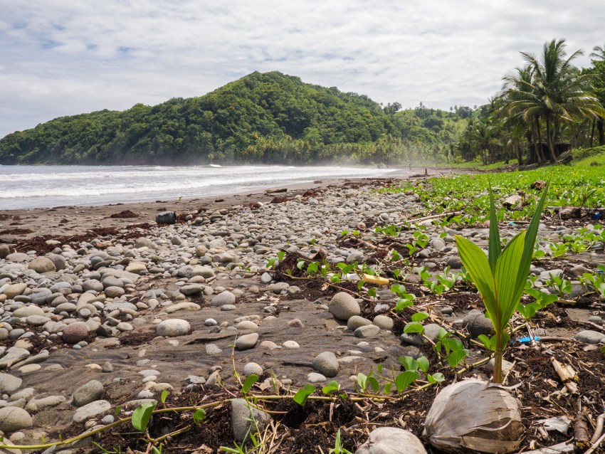 dominique, castle bruce
