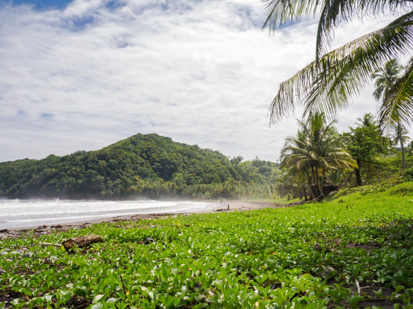 dominique, castle bruce