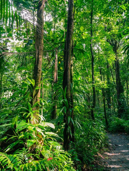 dominique, emerald pool