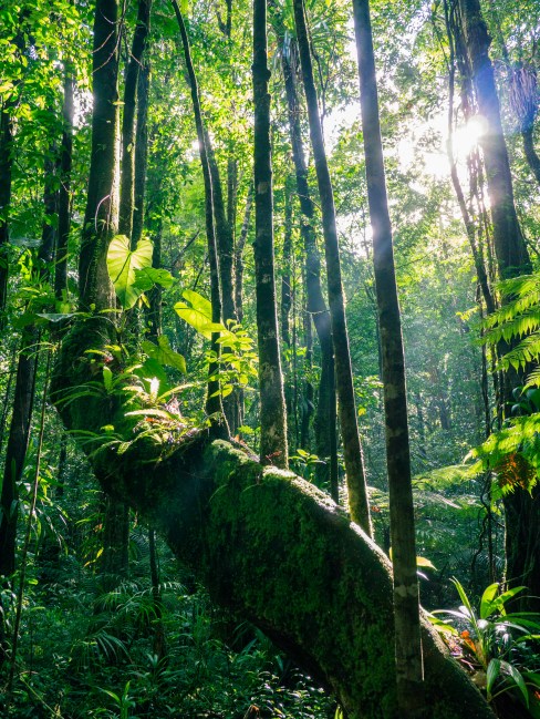 dominique, emerald pool