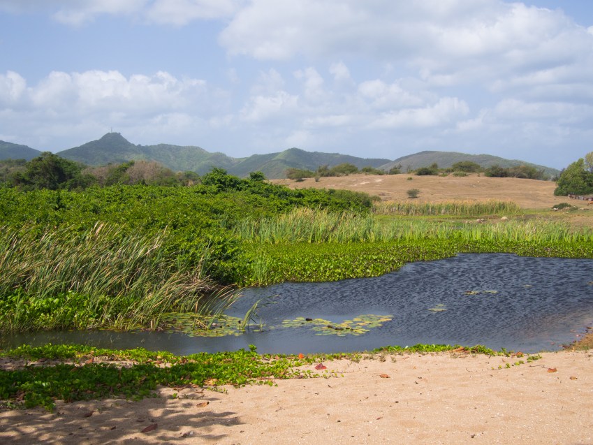 la savane, guadeloupe