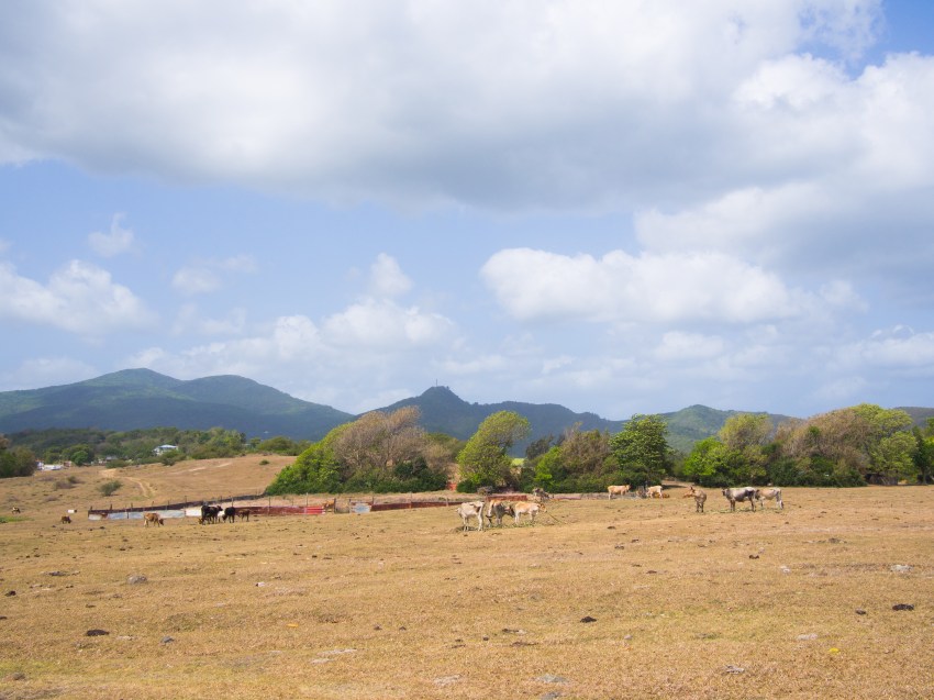 la savane, guadeloupe