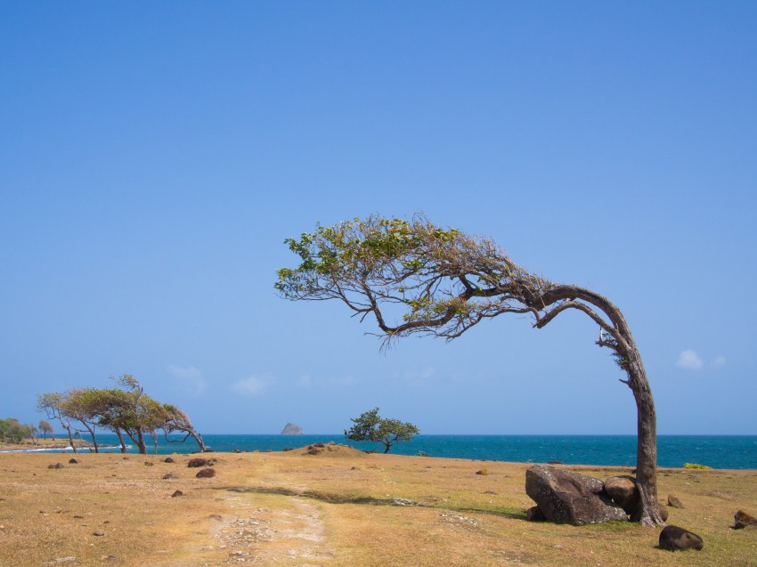 la savane, guadeloupe