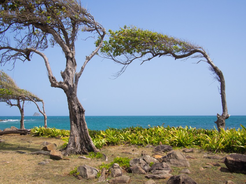 la savane, guadeloupe