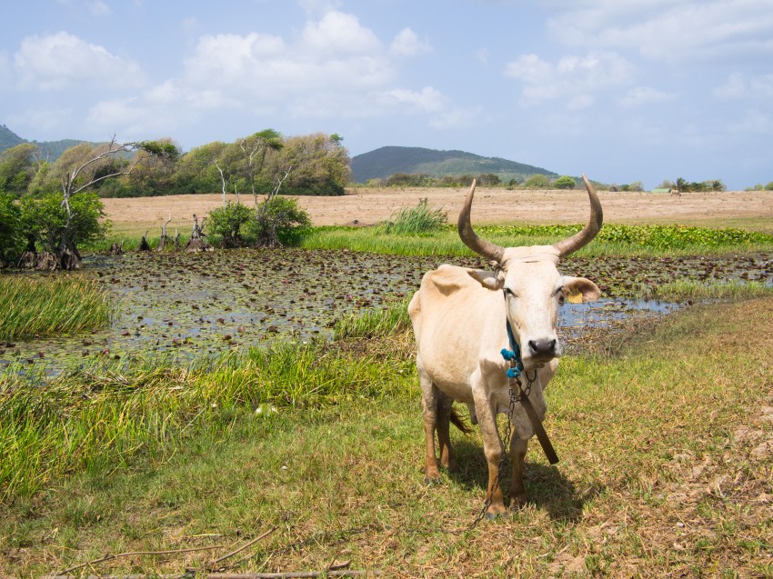 la savane, guadeloupe