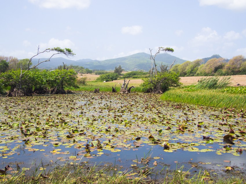 la savane, guadeloupe