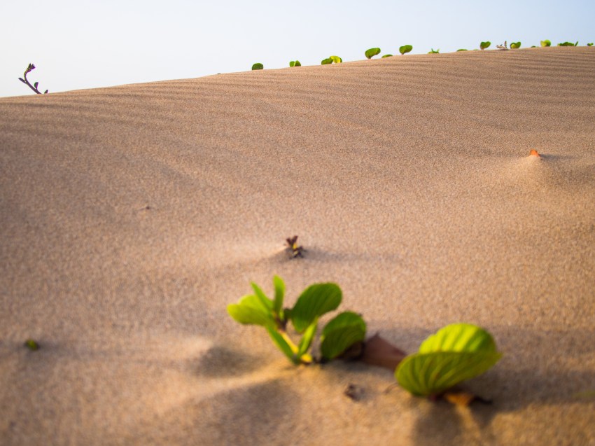 lignes de sable, guadeloupe, plage