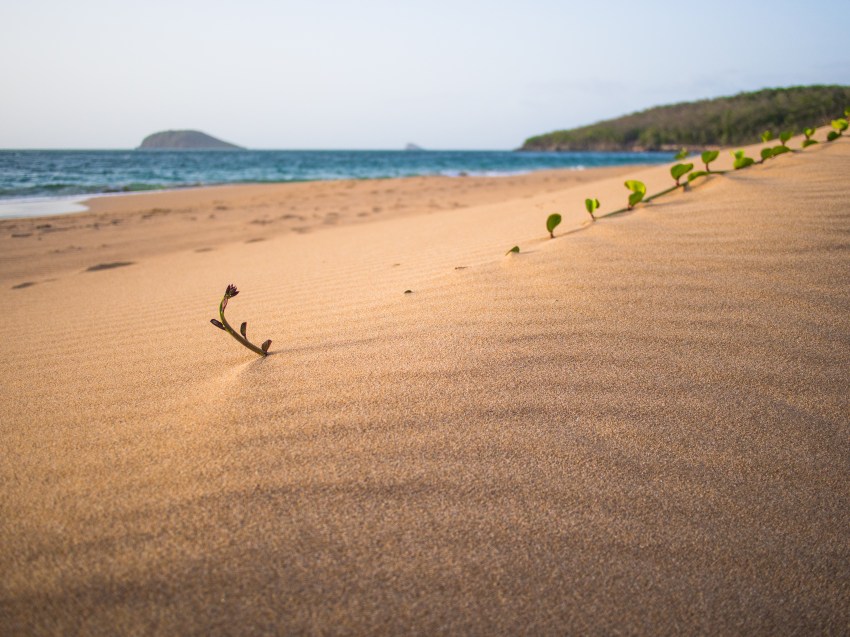 lignes de sable, guadeloupe, plage