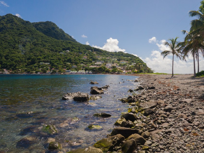 dominique, scott's head