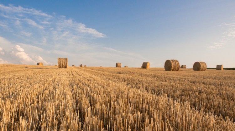 alsace, moisson, champs, photographie