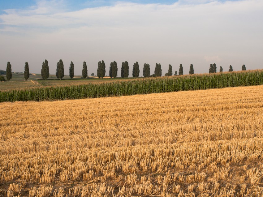 alsace, moisson, champs, photographie