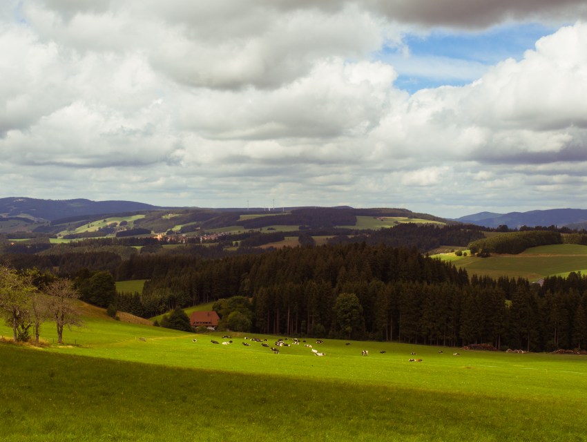 forêt noire, allemagne