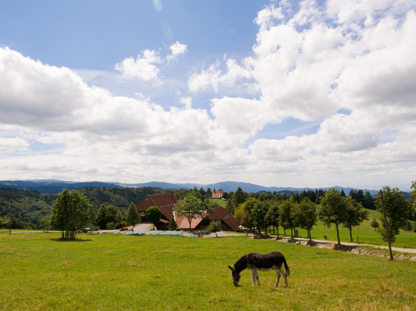 forêt noire, allemagne