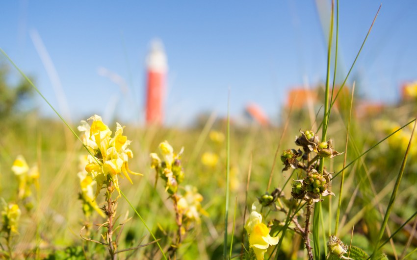 texel, wadden, pays bas, vélo, voyage