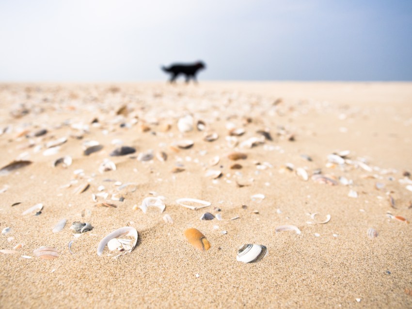 ameland, wadden, pays bas