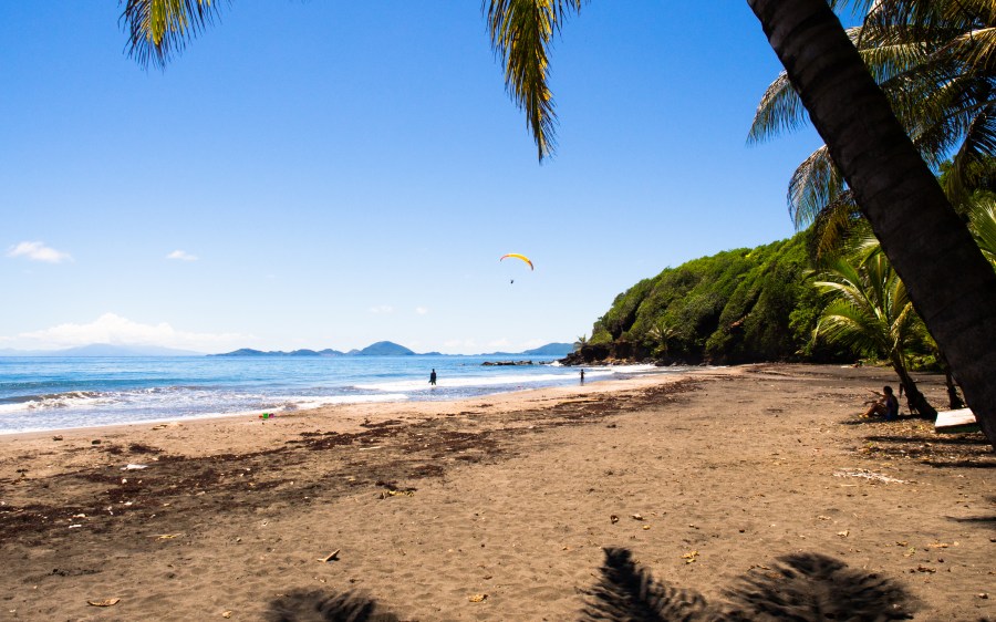 bananier, plage, guadeloupe