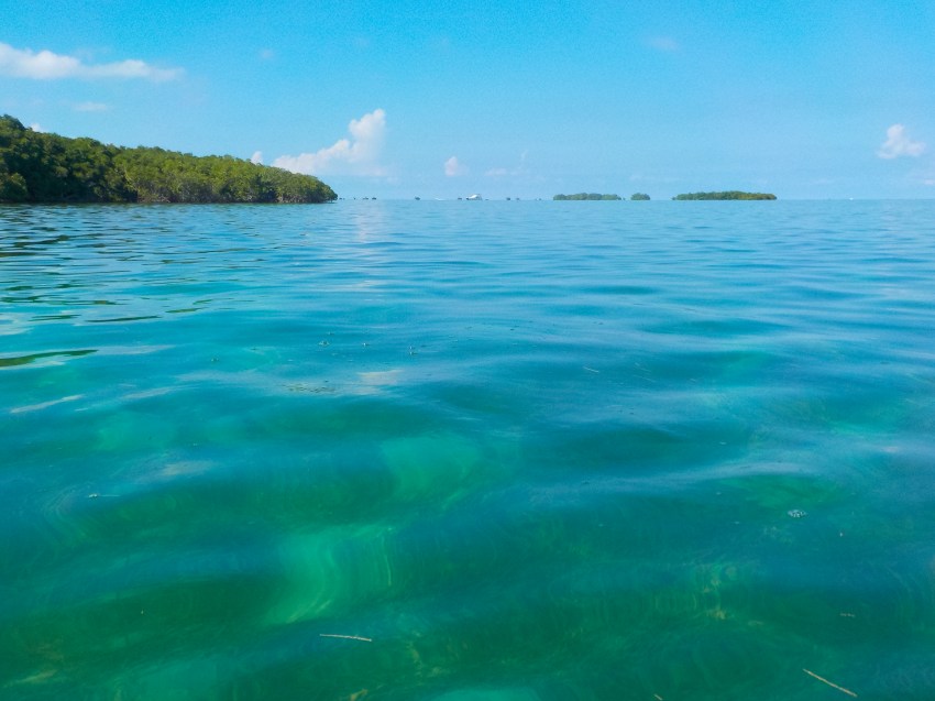 mangrove, sainte rose, photographie, paysage, grand cul de sac marin