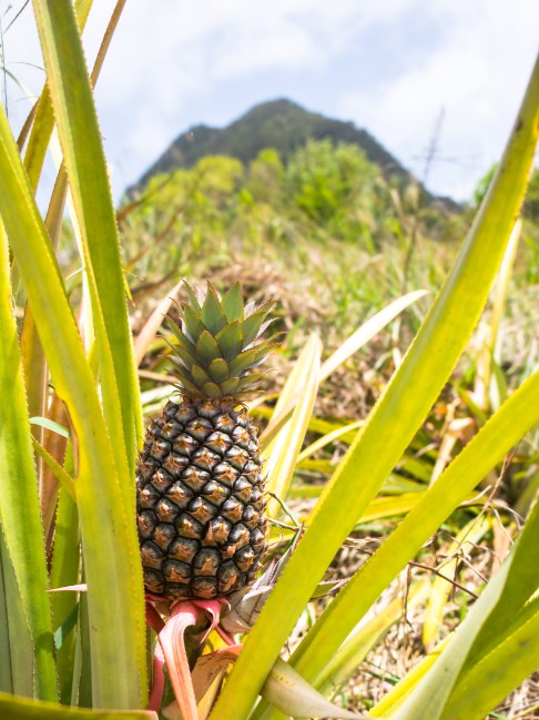 sainte lucie, soufrière, pitons, antilles, caraibes, stlucia