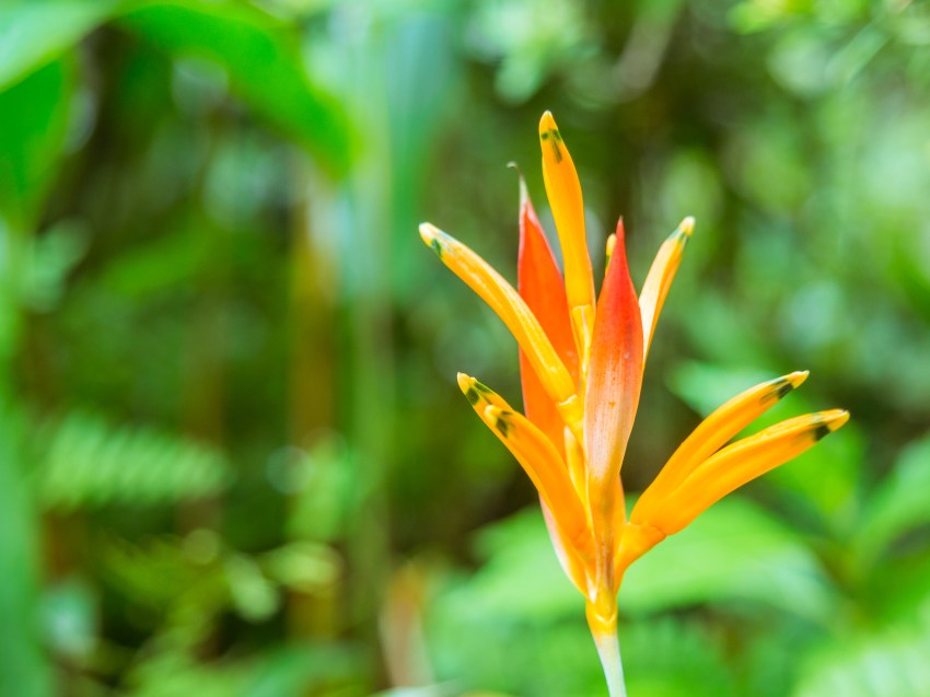 sainte lucie, soufrière, pitons, antilles, caraibes, stlucia
