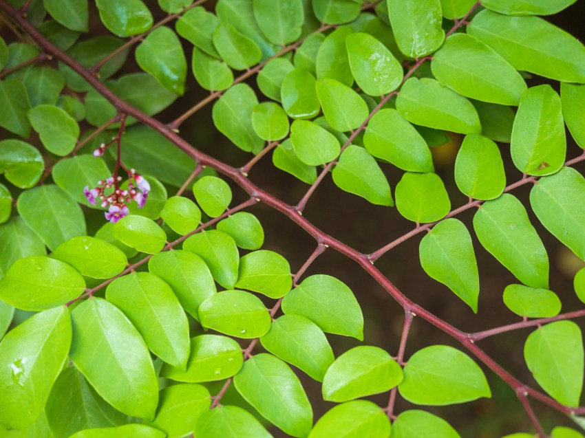 sainte lucie, soufrière, pitons, antilles, caraibes, stlucia