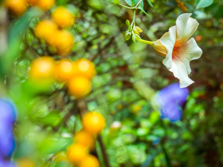 sainte lucie, soufrière, pitons, antilles, caraibes, stlucia