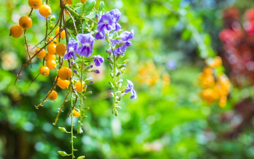 sainte lucie, soufrière, pitons, antilles, caraibes, stlucia