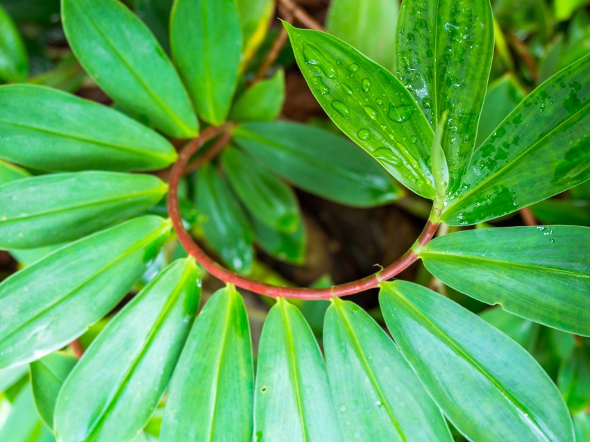 sainte lucie, soufrière, pitons, antilles, caraibes, stlucia