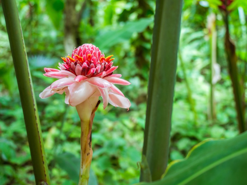sainte lucie, soufrière, pitons, antilles, caraibes, stlucia