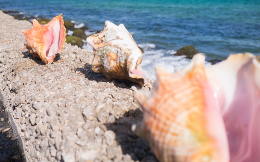 marie galante, guadeloupe, paysage, capesterre