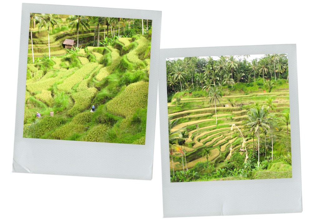 rizière, bali, indonésie, tegallalang