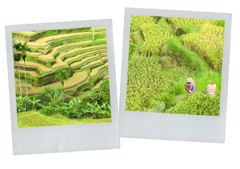 rizière, bali, indonésie, tegallalang