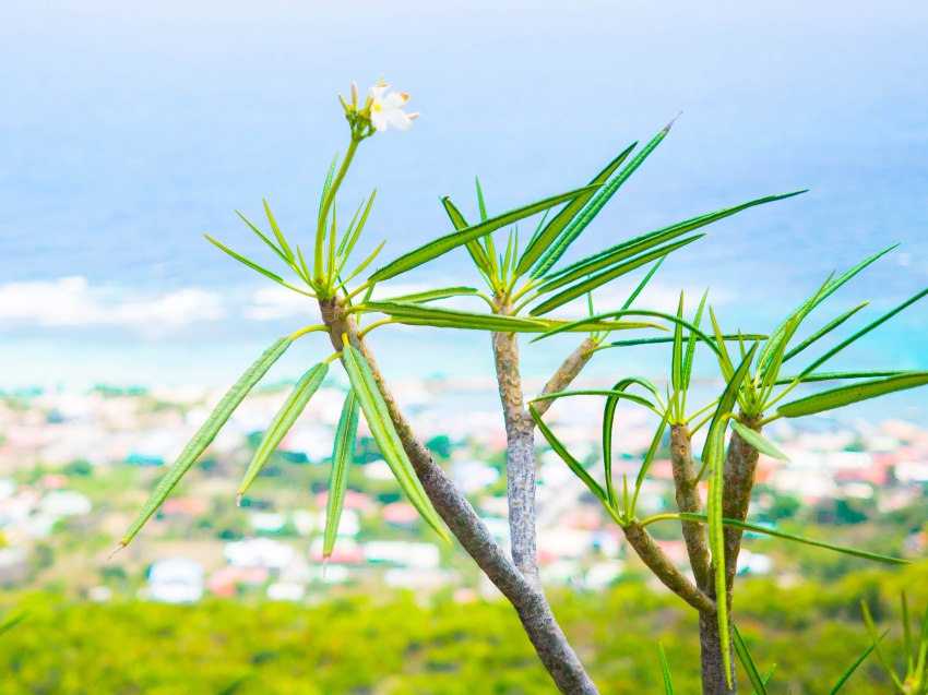 la désirade, guadeloupe, beauséjour