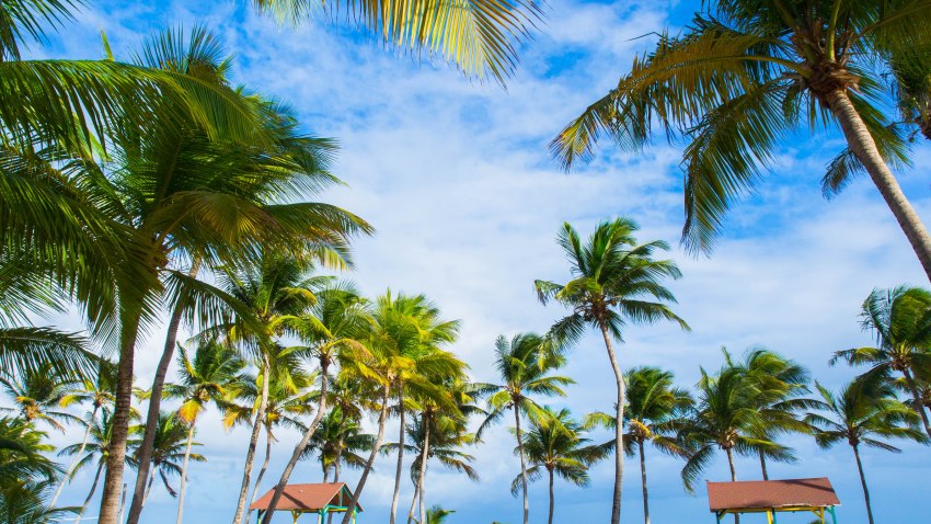 désirade, guadeloupe, souffleur