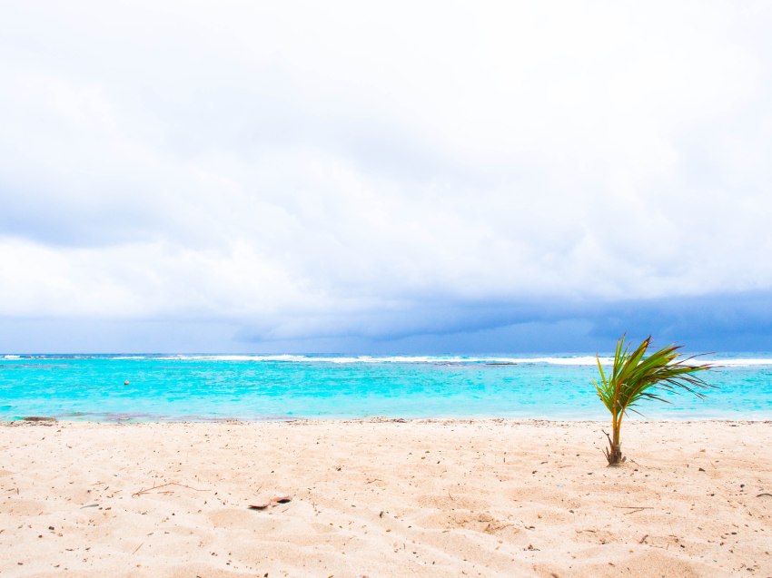 désirade, guadeloupe, souffleur