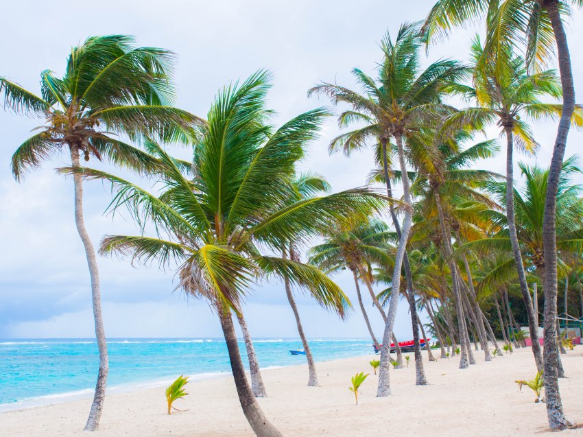 désirade, guadeloupe, souffleur