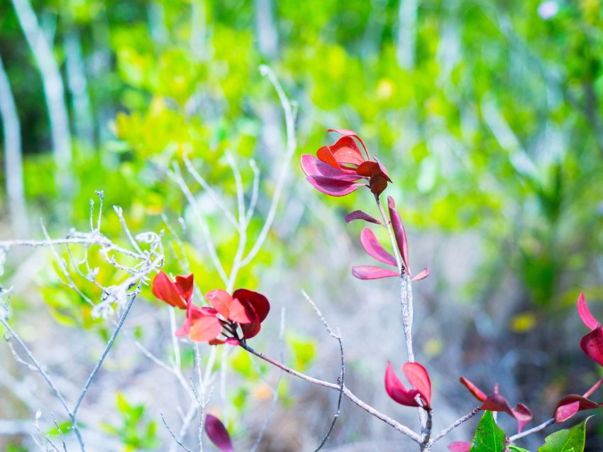 désirade, guadeloupe, souffleur