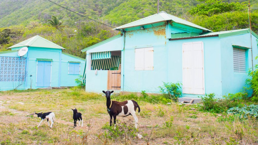 désirade, guadeloupe, souffleur
