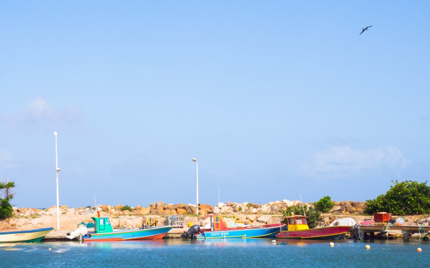 désirade, guadeloupe, souffleur