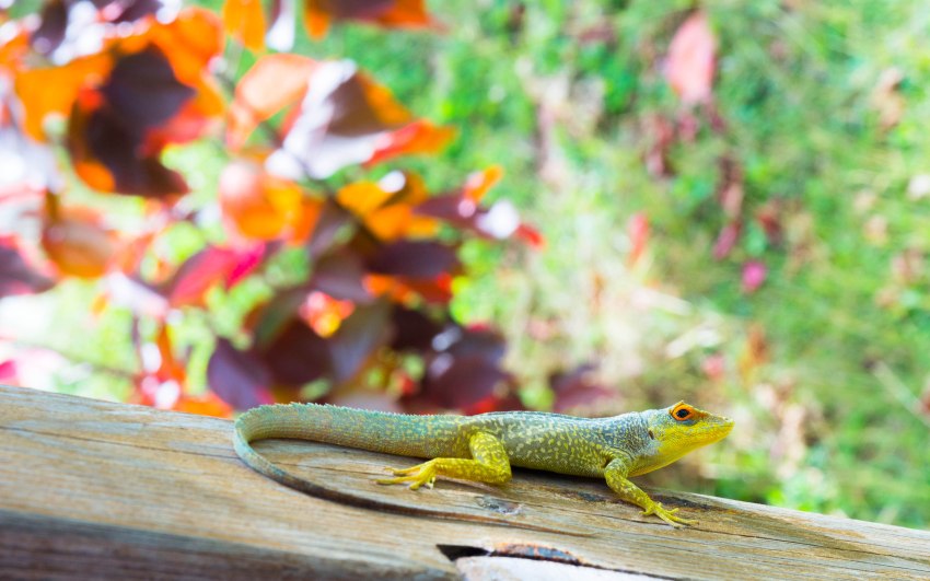 désirade, guadeloupe, souffleur