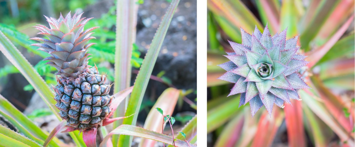 cabane, habitation getz, vieux habitants, basse terre, guadeloupe
