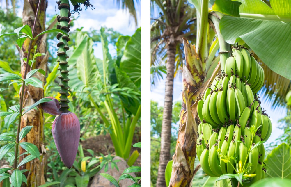 cabane, habitation getz, vieux habitants, basse terre, guadeloupe